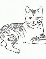 Coloring Warrior Cat Pages Print Comments sketch template