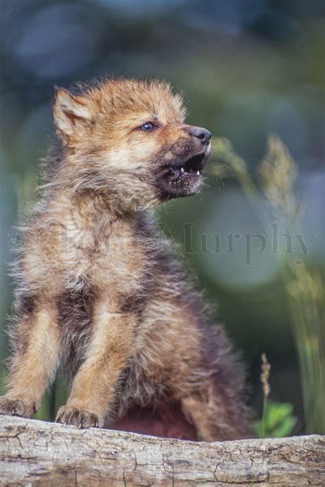 wolf pup howling tom murphy photography