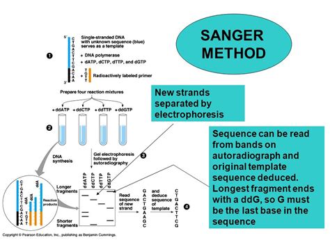 sangers method  gene sequencing  biology notes