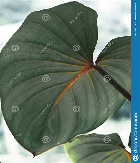artistic spotted betel leaf   garden stock image image