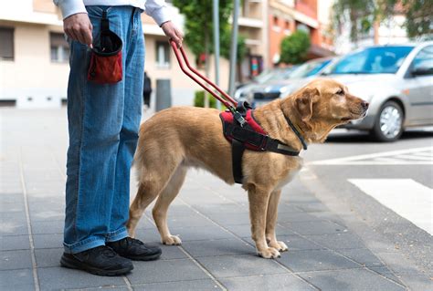 chilango habra multas  quienes impidan acceso  perros guia