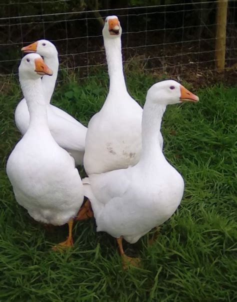 embden geese embden  sale