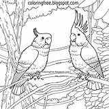 Australian Colouring Birds Intricate sketch template