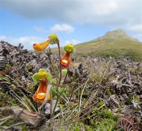 15 Falkland Sand Ladys Slipper Flower Rare Calceolaria Seeds