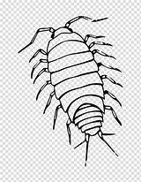 Drawing Woodlouse Line Bugs Isopods Clipart Insect Pill Rolypoly Coloring Tree Book Transparent Background Hiclipart sketch template