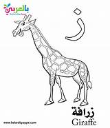 Arabic Coloring Alphabet Pages Letter Letters Belarabyapps Kindergarten sketch template