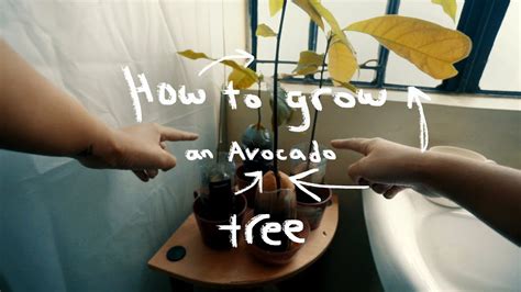 How To Grow An Avocado Tree Youtube