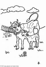 Veau Vache Coloriage Et Cow Coloring Pages Colorier Hellokids Fr Enregistrée Depuis Son Petit Un Avec Vaches Imprimer Animaux Ferme sketch template