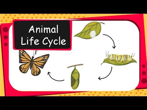 science animal life cycles english youtube