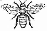 Bee Coloring Pages Outline Realistic Clipart Kids Cliparts Bees Clip Book Library sketch template