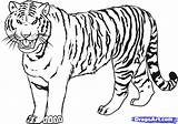 Tiger Outline Coloring Comments Drawing Easy sketch template