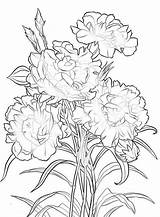 Carnation Coloring Flower Pages Drawing Getcolorings Color Getdrawings sketch template