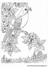 Coloring Nature Pages Adults Kids Printable Print Scenes Colouring Worksheets Adult Drawing Realistic Birds Book Sheets Scavenger Hunt Books Color sketch template