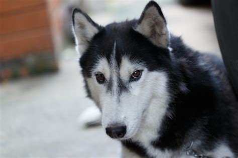 premium photo siberian dog