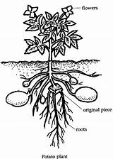 Plant Eye Plants Activity Garden Diagram Potatoes Soil Gif sketch template