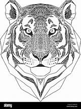 Tigre Tete Zentangle Selvatici Stilizzato Testa Isolati Colori Ispirato Ritratto Stylise Isole Umrisse sketch template