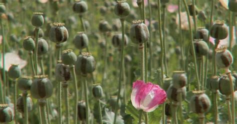 poppy eradication in afghanistan on the rise opium
