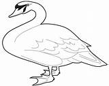 Swan Goose Outline Clipart Clip Tundra Coloring Svg Mute Pages Printable Large Clker Categories Drawings Clipartmag sketch template
