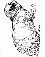Seal Coloring Pages Leopard Clipart Cute Drawing Library Designlooter 296px 81kb sketch template