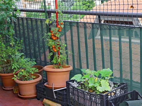 balcony vegetable garden growing  vegetable garden   balcony