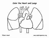 Coloring Lungs Heart Pages Anatomy Human Printable Worksheet Pdf sketch template