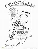 Indiana State Bird Worksheets Coloring Drawing Pages Outline Kids Worksheet Midwest Education Color Grade Science Drawings States Animals Seal Getdrawings sketch template