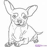 Chihuahua Coloring Pages Chiwawa Draw Dog Step Drawing Chihuahuas Kids Puppy Beverly Hills Books Dogs Online Happy Pugs Girls Print sketch template