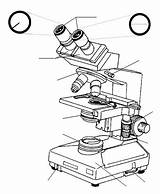 Microscope Drawing Parts Compound Binocular Light Worksheet Sketch Simple Getdrawings Body Paintingvalley Drawings sketch template