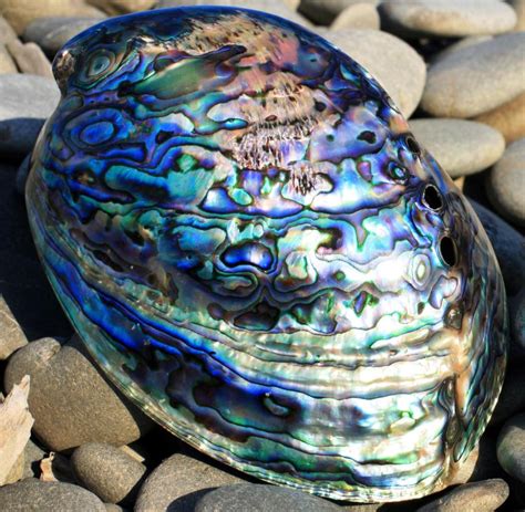 material abalone schalen sind vorbild fuer superbeton welt