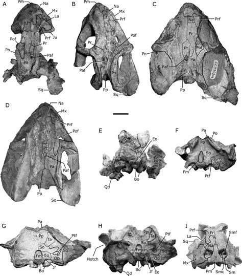 additional referred specimens  eosimops newtoni  skull bp  scientific
