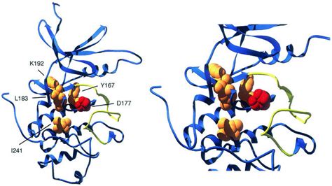 isolation  mutations   catalytic domain   snf kinase  render  activity