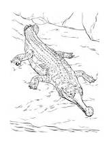 Coloring Gavial Crocodile Pages Realistic Crocodiles Saltwater Nile Australian Drawing Printable Kids Getdrawings Parentune sketch template