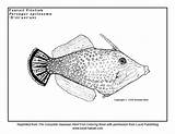 Coloring Fish Kauai Reef 612px 08kb Sheets Snorkeling Coral sketch template