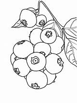 Kolorowanki Jagoda Dzieci Bush Blueberries Fruit Bestcoloringpagesforkids sketch template