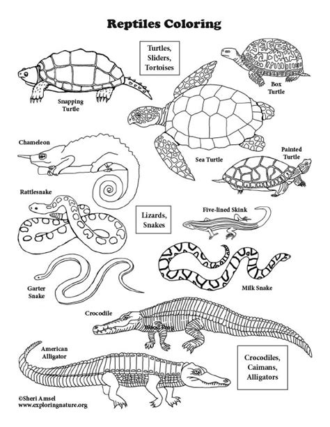 reptiles coloring book coloring pages