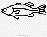 Largemouth Bass Pinpng sketch template