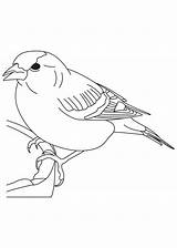 Finch Coloring Bird Drawing True Pages Drawings Getdrawings sketch template