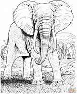 Elefant Tegninger Elephants Elefante Safari Farvelægning Supercoloring sketch template