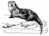Otter Coloring Pages Animals Printable Kb Playful sketch template
