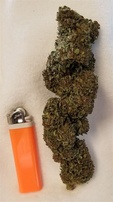 14g lifter cola bud got this beautiful cola from