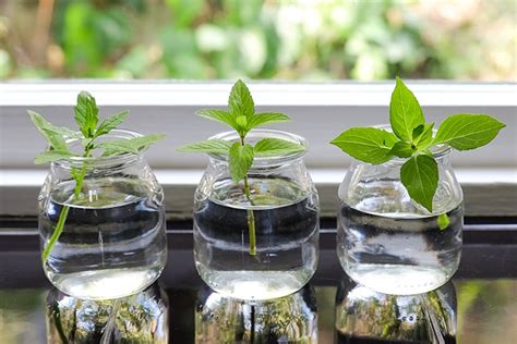 wonderful herbs   grow  water indoors  year