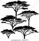Tree Silhouette Acacia Silhouettes Vector Drawing Arboles Trees Tattoo African Editable Set Drawings Eps8 Coloring Clip Siluetas Illustration Clipart Arte sketch template
