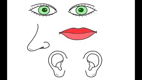picture  eyes nose  ears coloring pages