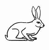 Hare Pages Coloring Getcolorings Getdrawings sketch template