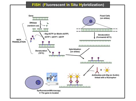 filefish fluorescent   hybridizationjpg wikipedia