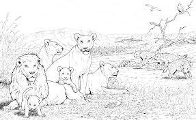 wild lion animals coloring pages  coloring pages  kids