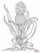 Pineapple Coloring Pages Tree Drawing Printable Fruits Pineapples Color Kids Simple Print Getdrawings Tracing Easy Vegetables Supercoloring Recommended Fruit Choose sketch template