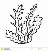 Coloring Seaweed Plants Sea Ocean Pages Cartoon Clip Coral Algae Clipart Drawing Grass Outline Printable Print Kids Drawings Color Vector sketch template