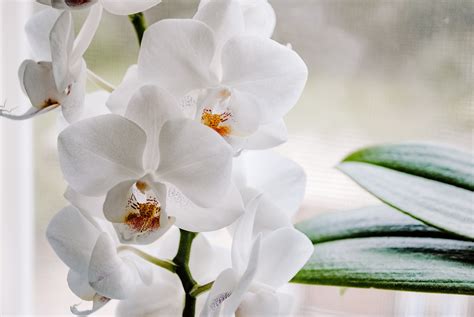 tipos de orquideas clasificacion  generos populares fotos
