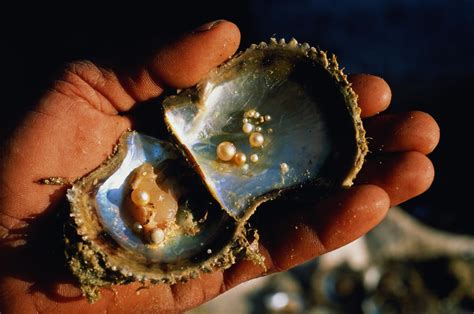 pearls form   species
